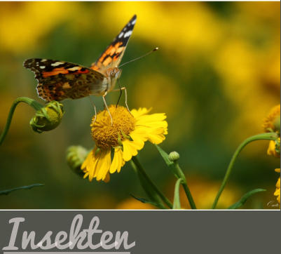 Insekten