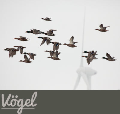 Vögel