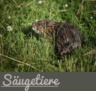 Säugetiere