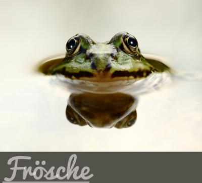 Frösche