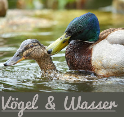 Vögel  & Wasser